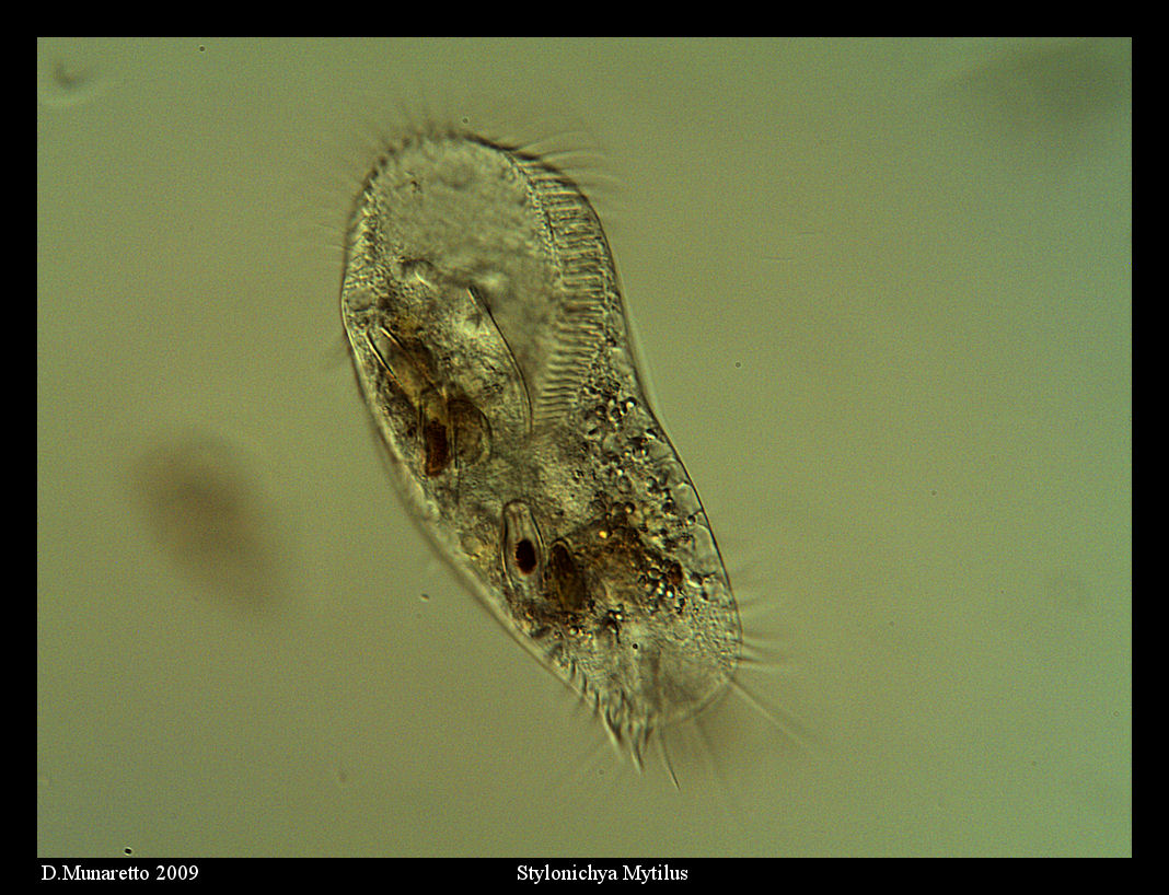 Stylonychia